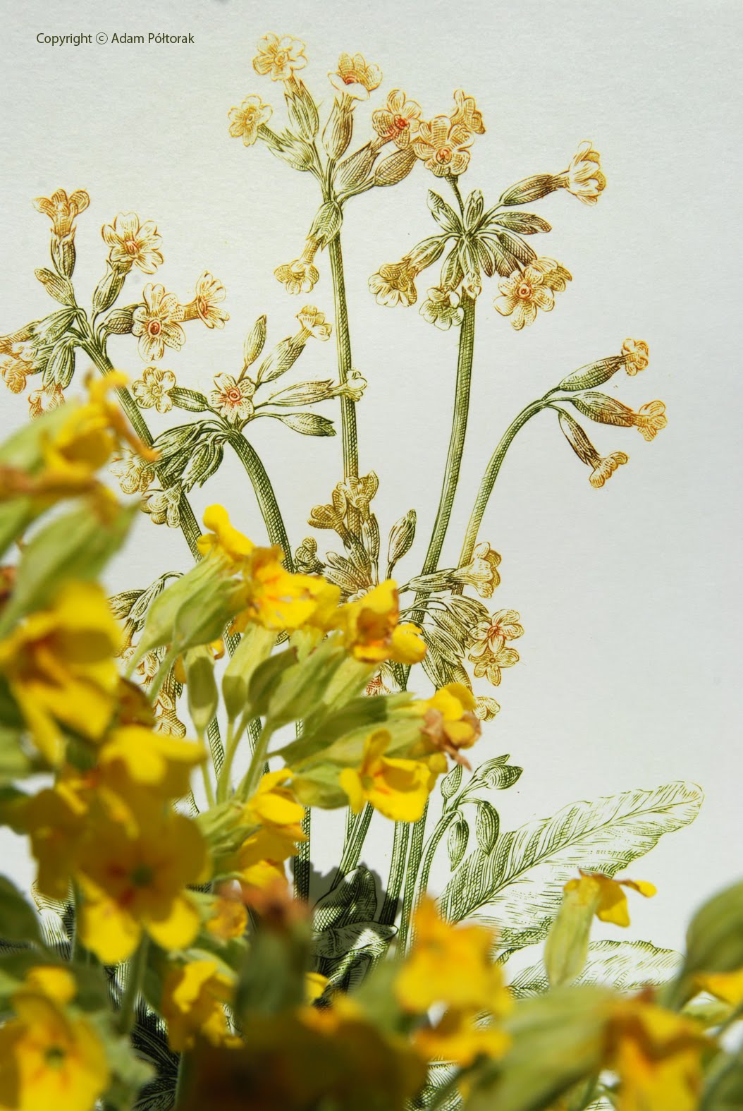 Primrose au naturel / Pierwiosnek odsłona druga