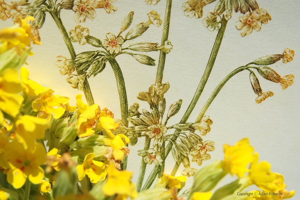 Primrose au naturel / Pierwiosnek odsłona druga