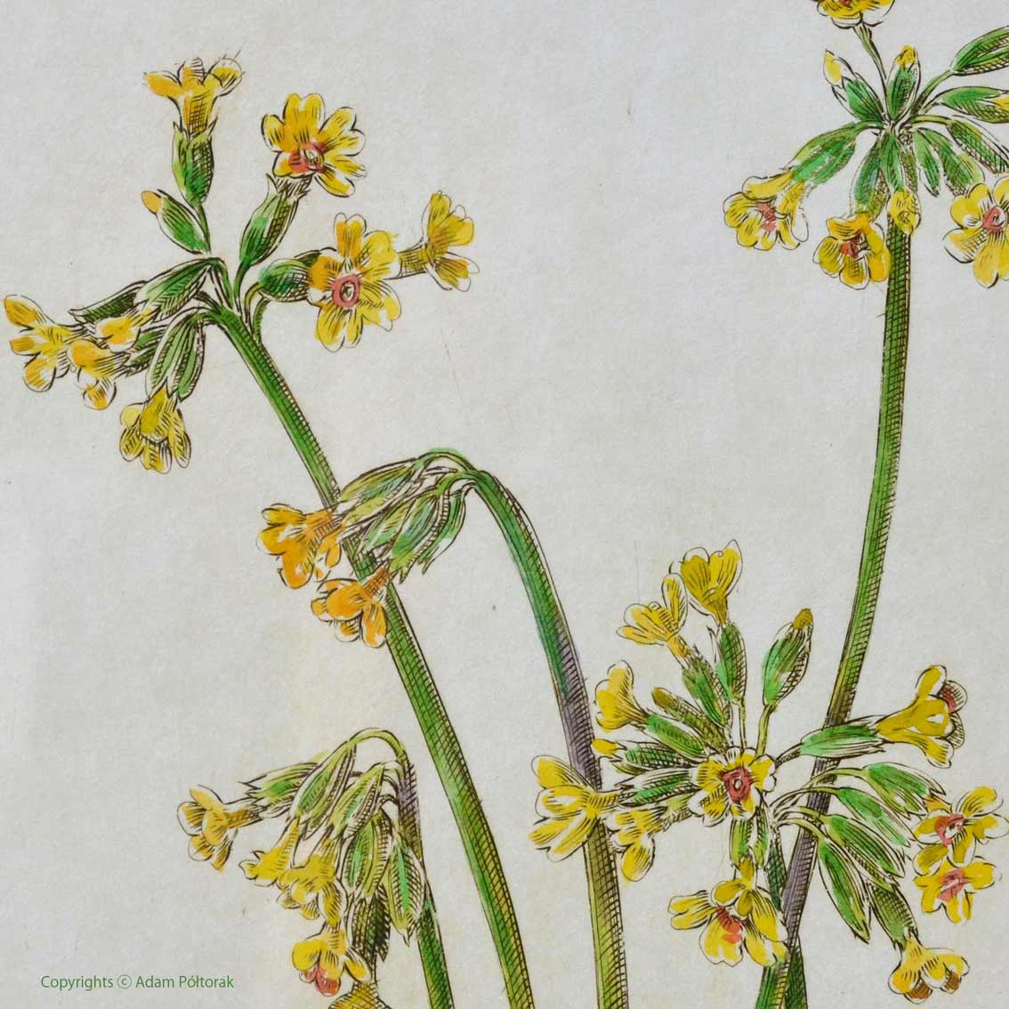 Primrose