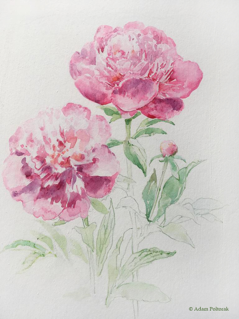 Piwonia / Peony