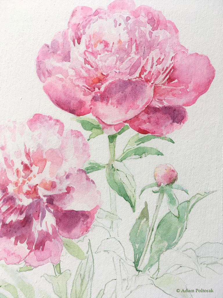 Piwonia / Peony