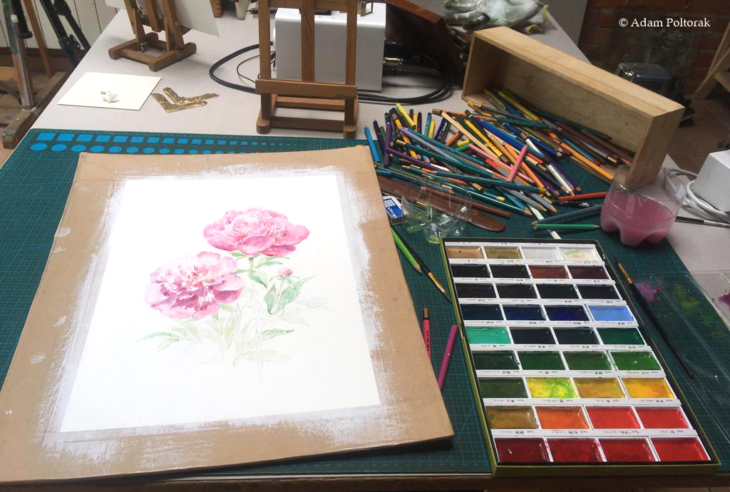 Piwonia / Peony