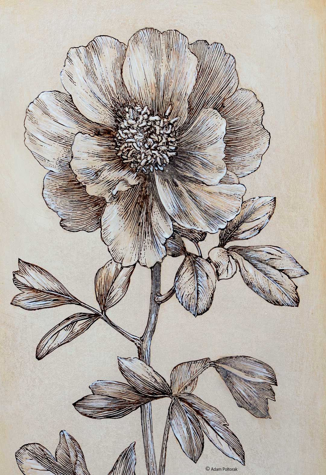 Piwonia / Peony