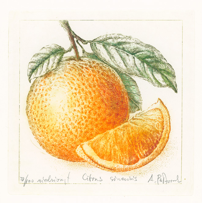 Pomarańcza — miedzioryt