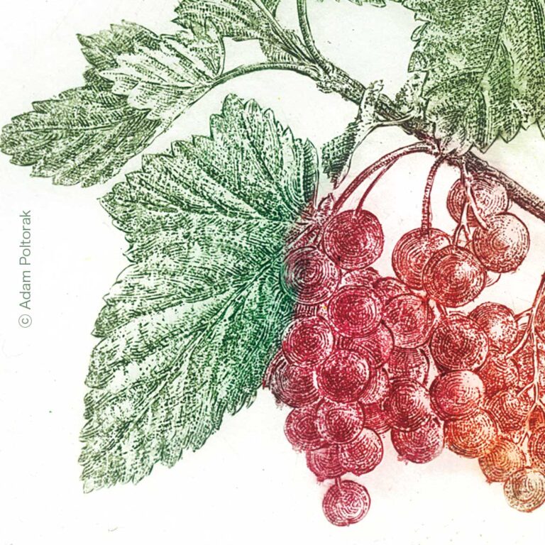 #porzeczka #redcurrant