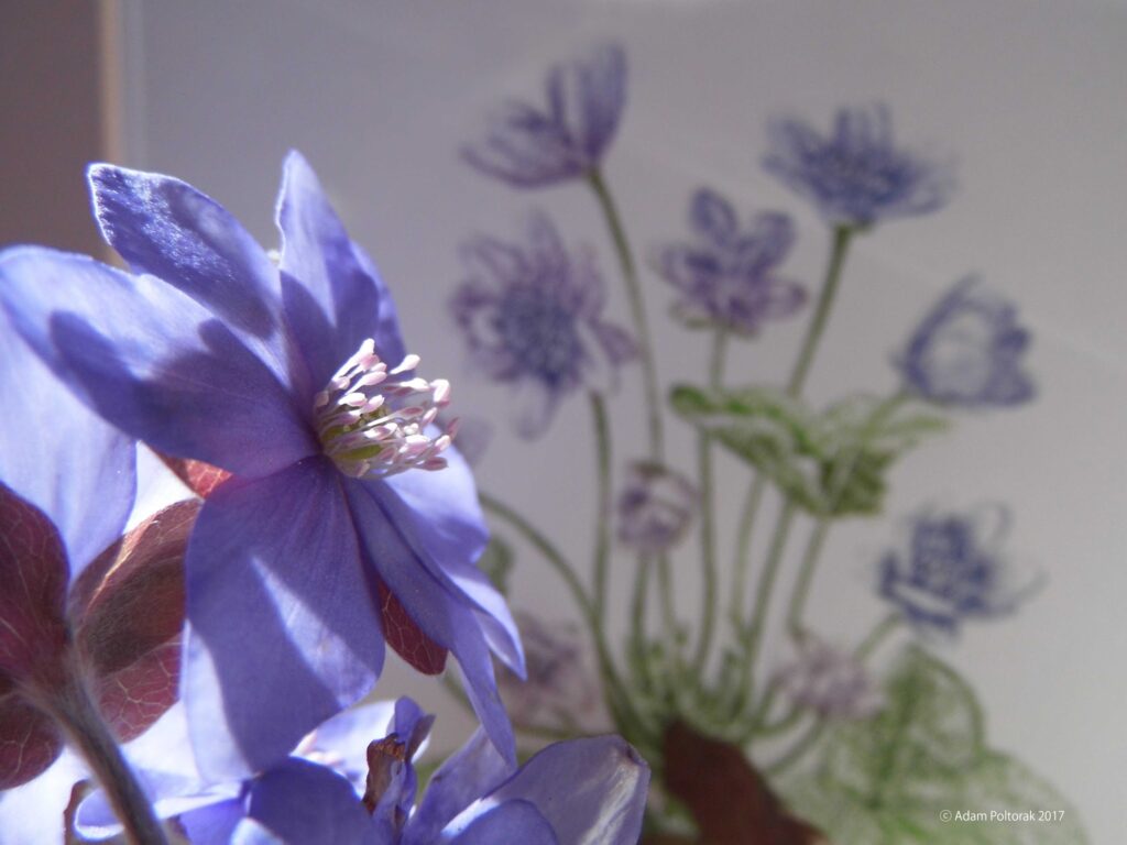 Hepatica once again
