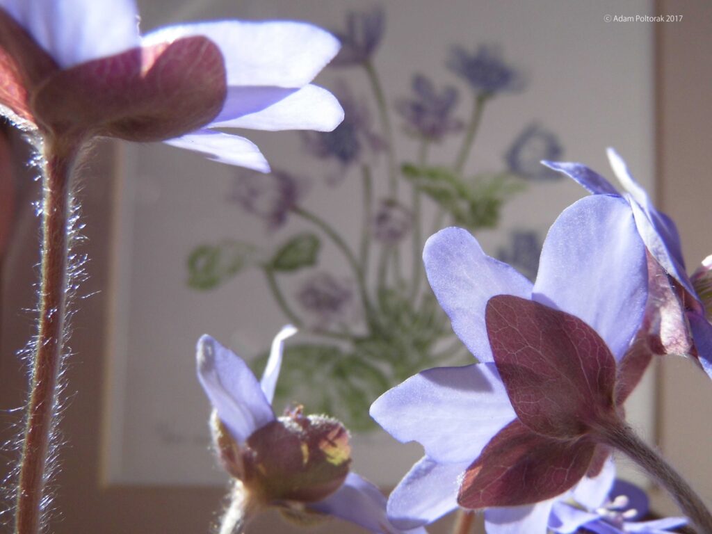 Hepatica once again
