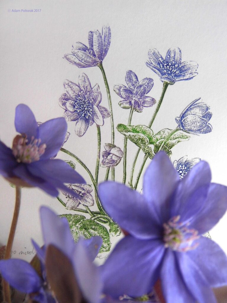 Hepatica once again