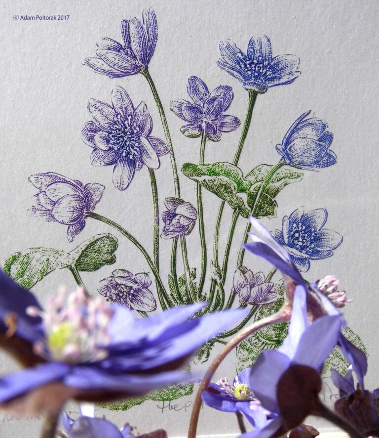Hepatica once again