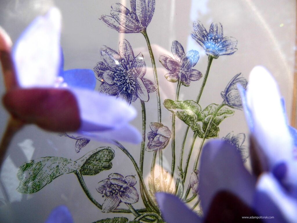 #przylaszczka #hepatica #liverleaf #liverwort