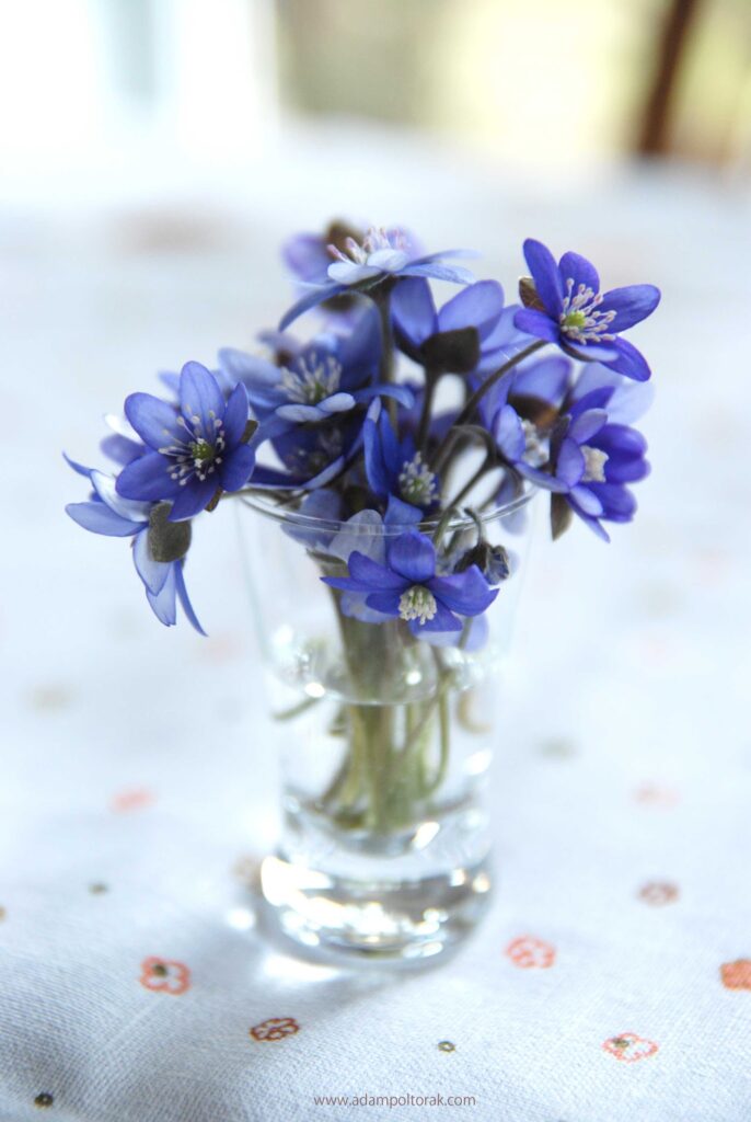 Przylaszczka / ‪hepatica‬ ‪/ liverleaf‬