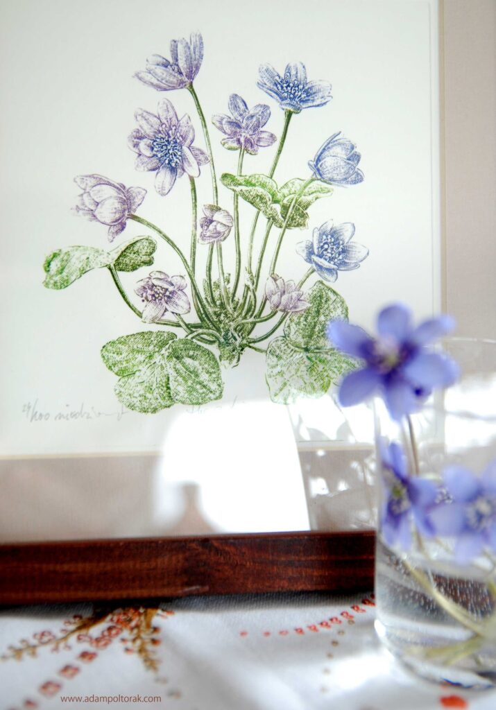 Przylaszczka / ‪hepatica‬ ‪/ liverleaf‬