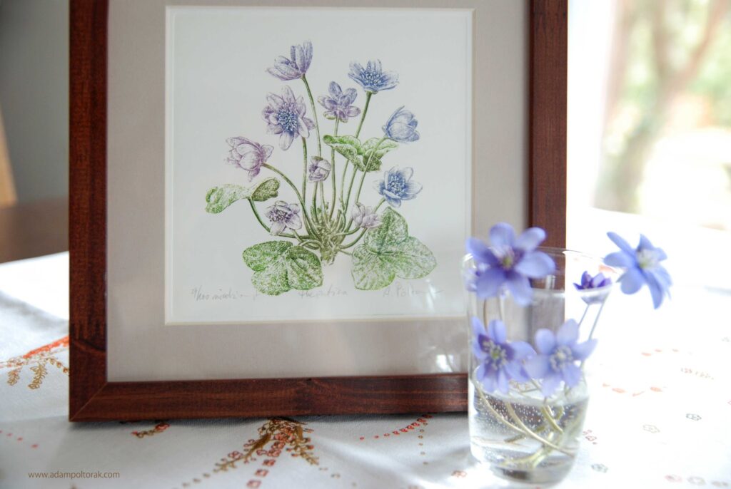 Przylaszczka / ‪hepatica‬ ‪/ liverleaf‬
