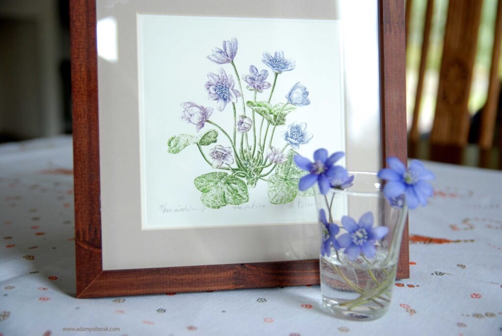 Przylaszczka / ‪hepatica‬ ‪/ liverleaf‬