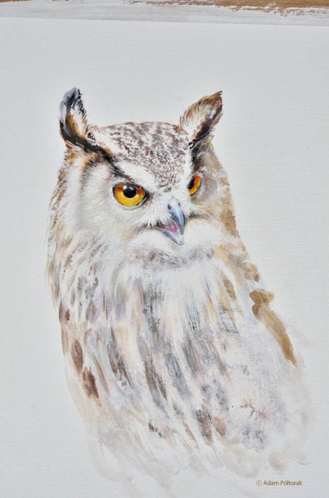 Bubo bubo