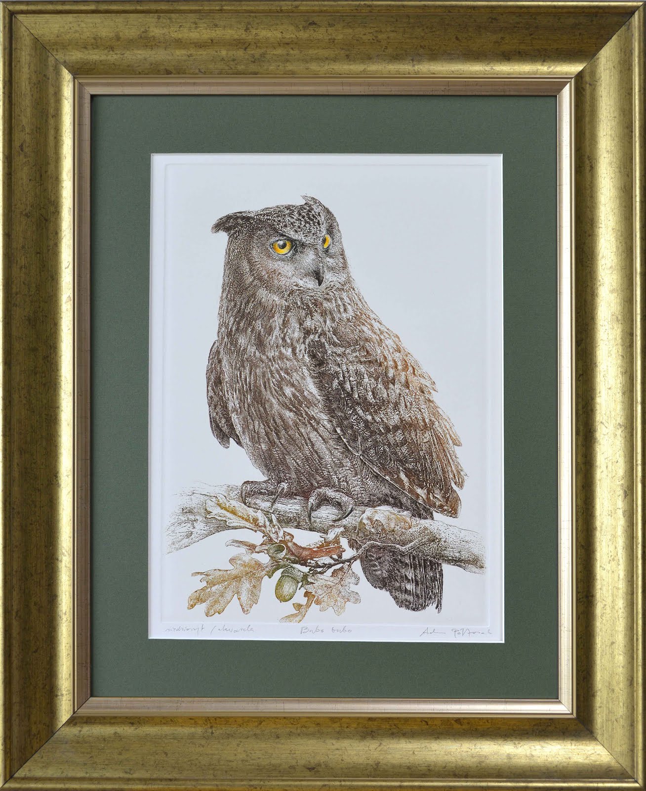 Puchacz / Bubo bubo