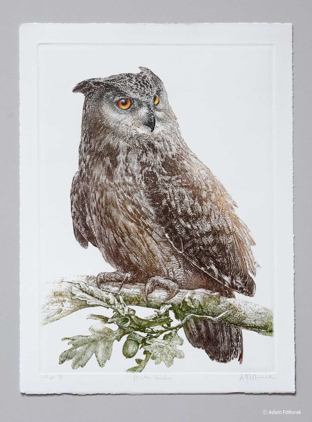 Puchacz / Eagle owl - PRINT