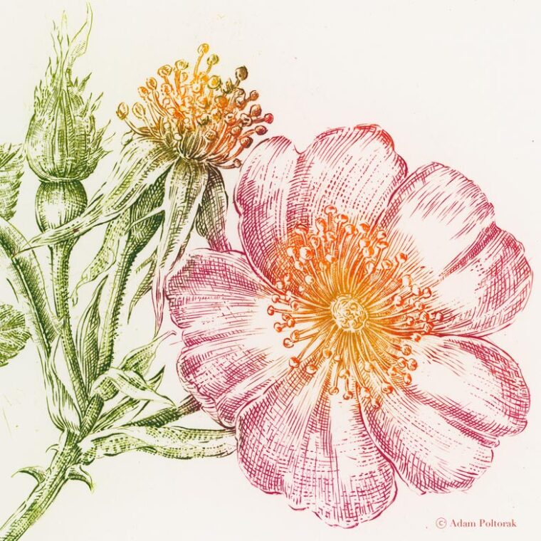 Rosa canina / Dog rose No 2 — miedzioryt