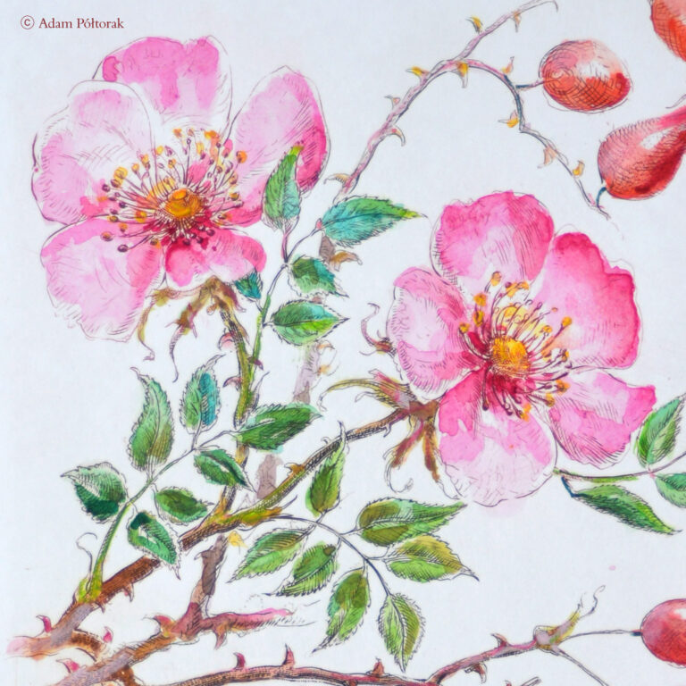 Rosa canina L. / Dzika róża / Dog rose