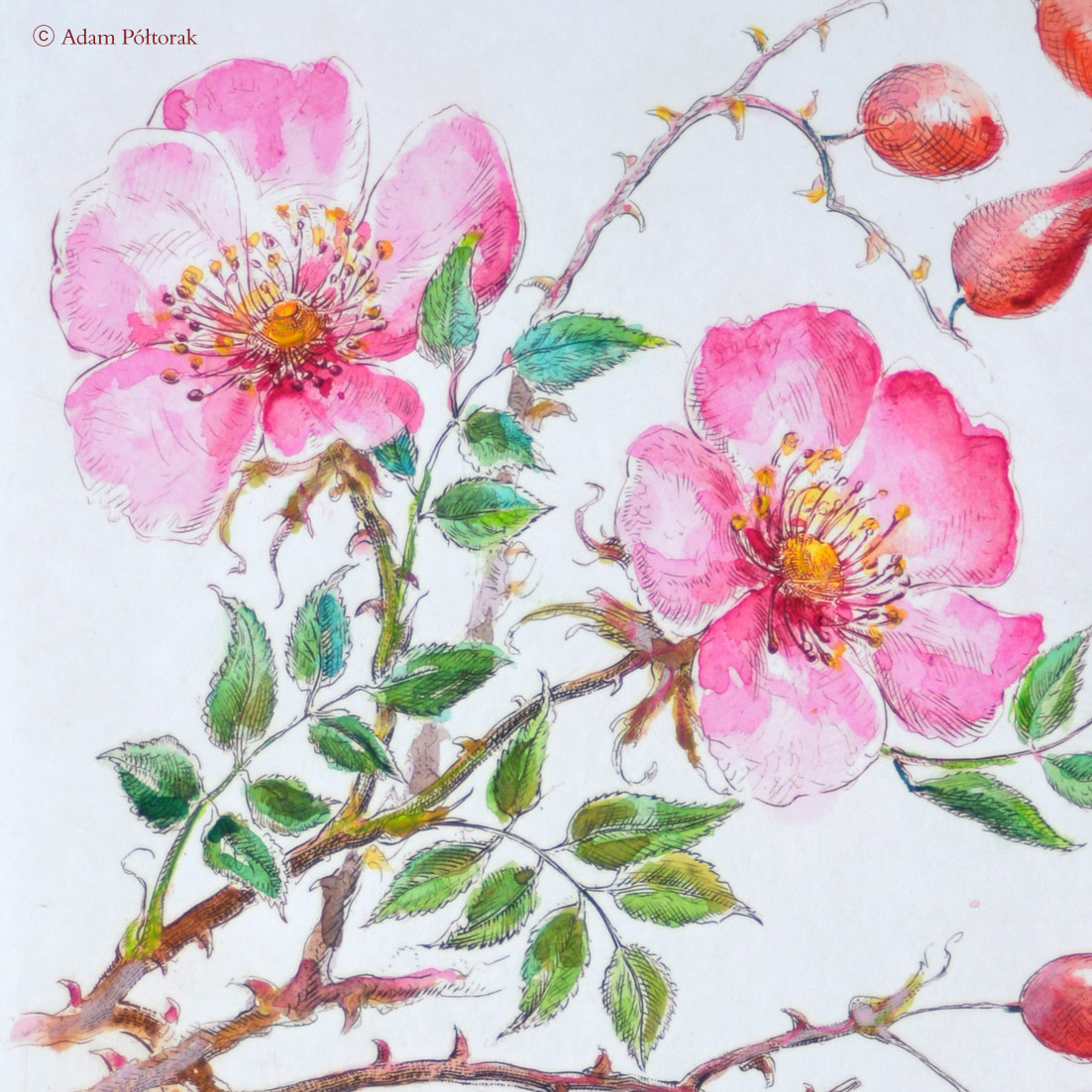 Rosa canina L. / Dzika róża / Dog rose