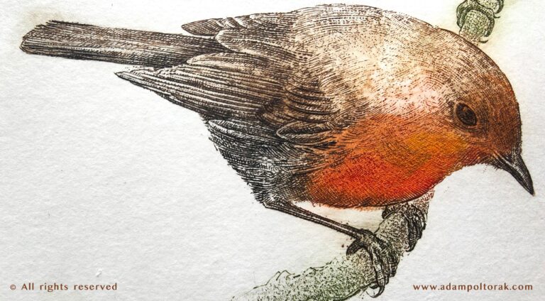 Robin / Rudzik