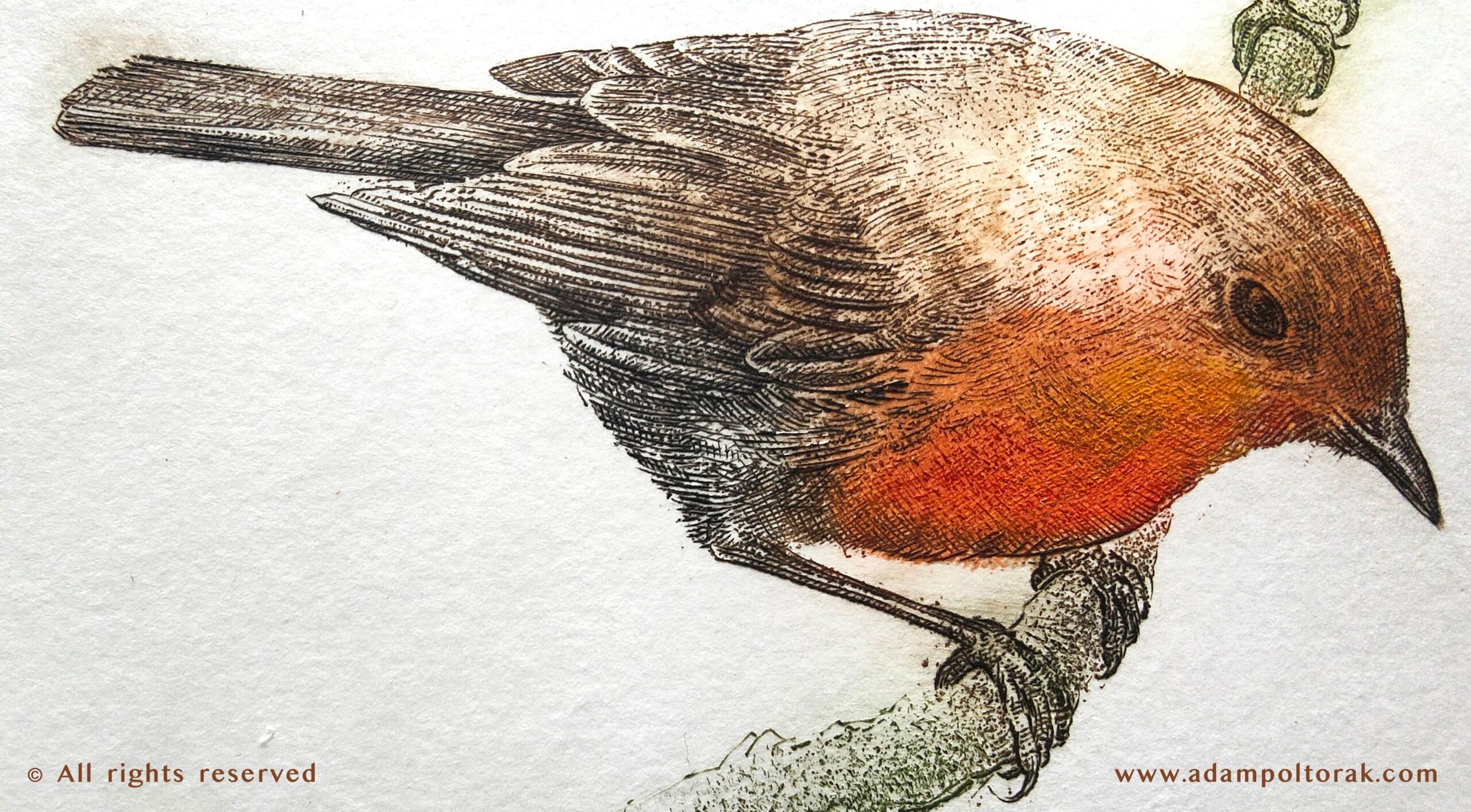 Robin / Rudzik