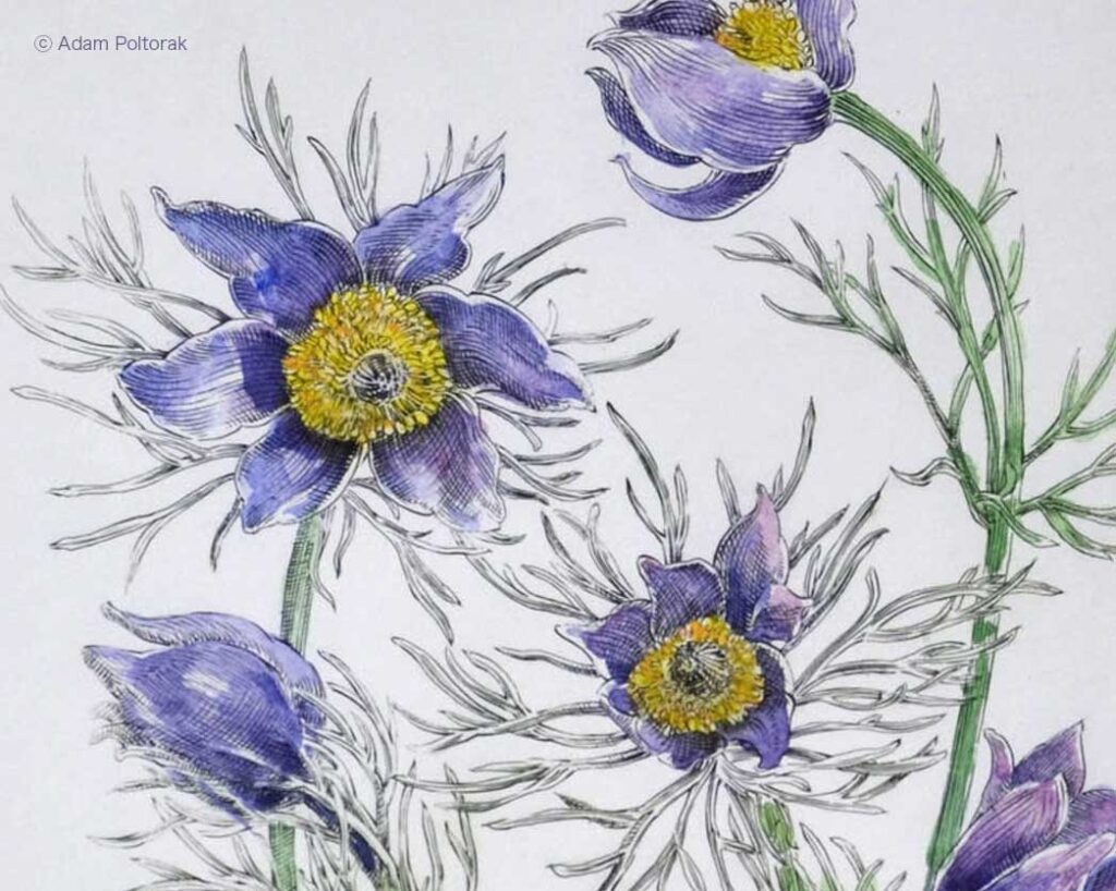 Art Cards - Pocztówki artystyczne