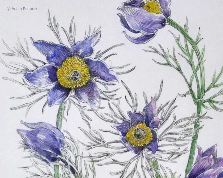 Art Cards - Pocztówki artystyczne