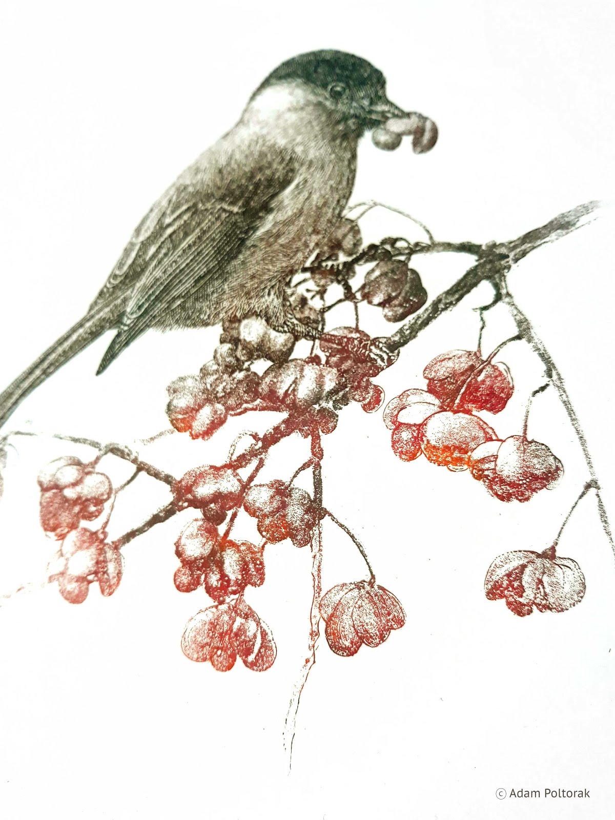 Sikora uboga