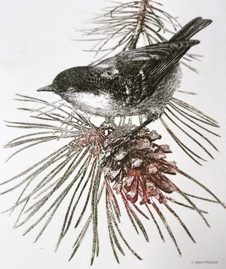 Sosnówka / Periparus ater / Coal tit