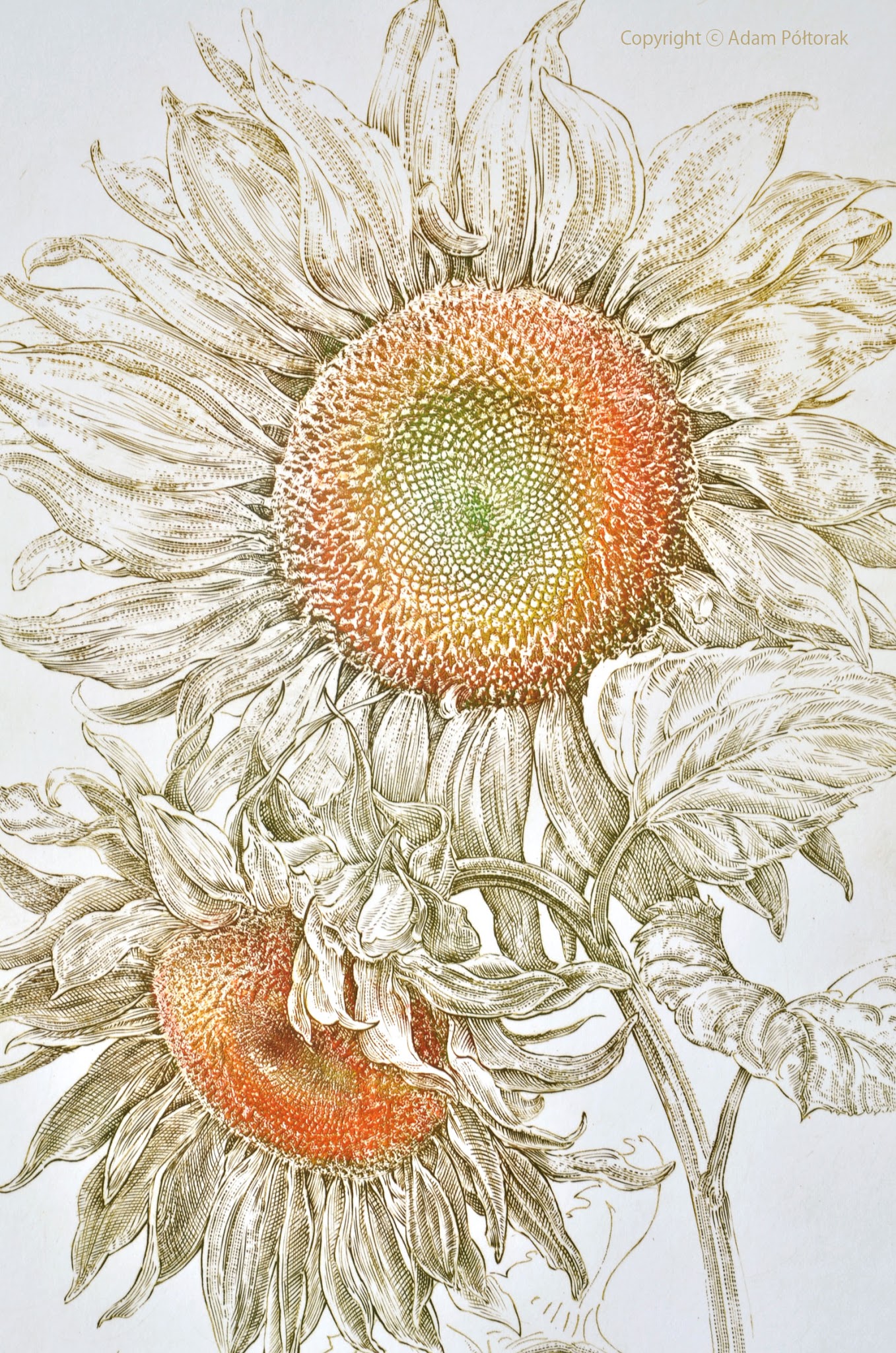 Sunflower / Słonecznik