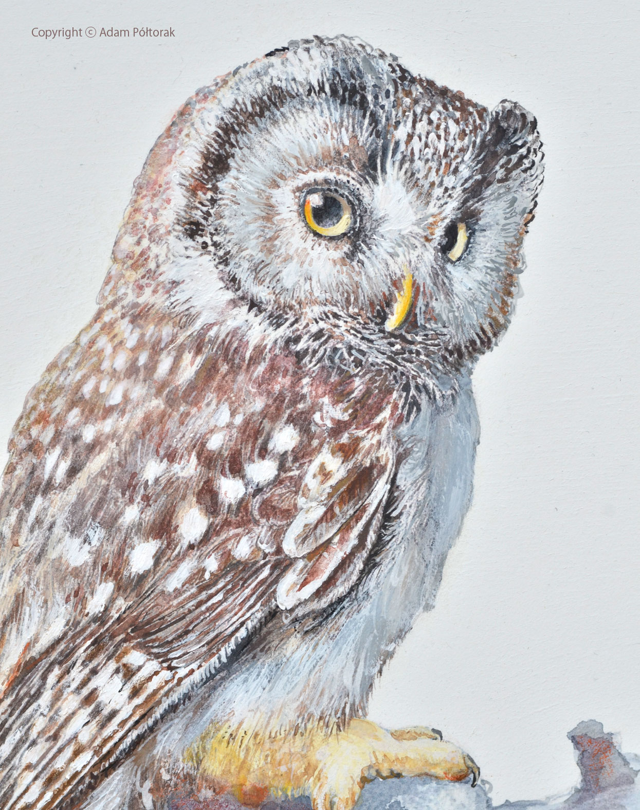 Owl / Sowa