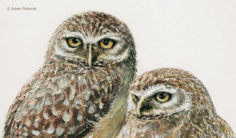 Sowy / Owls