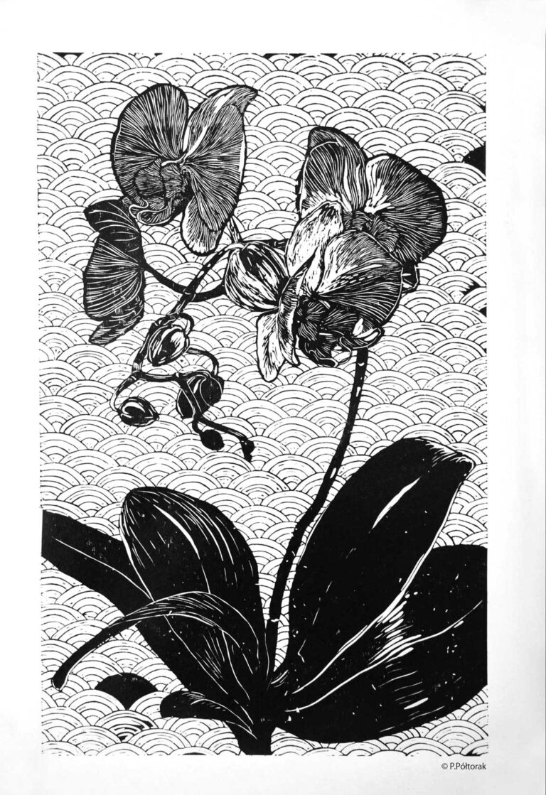 Orchidea