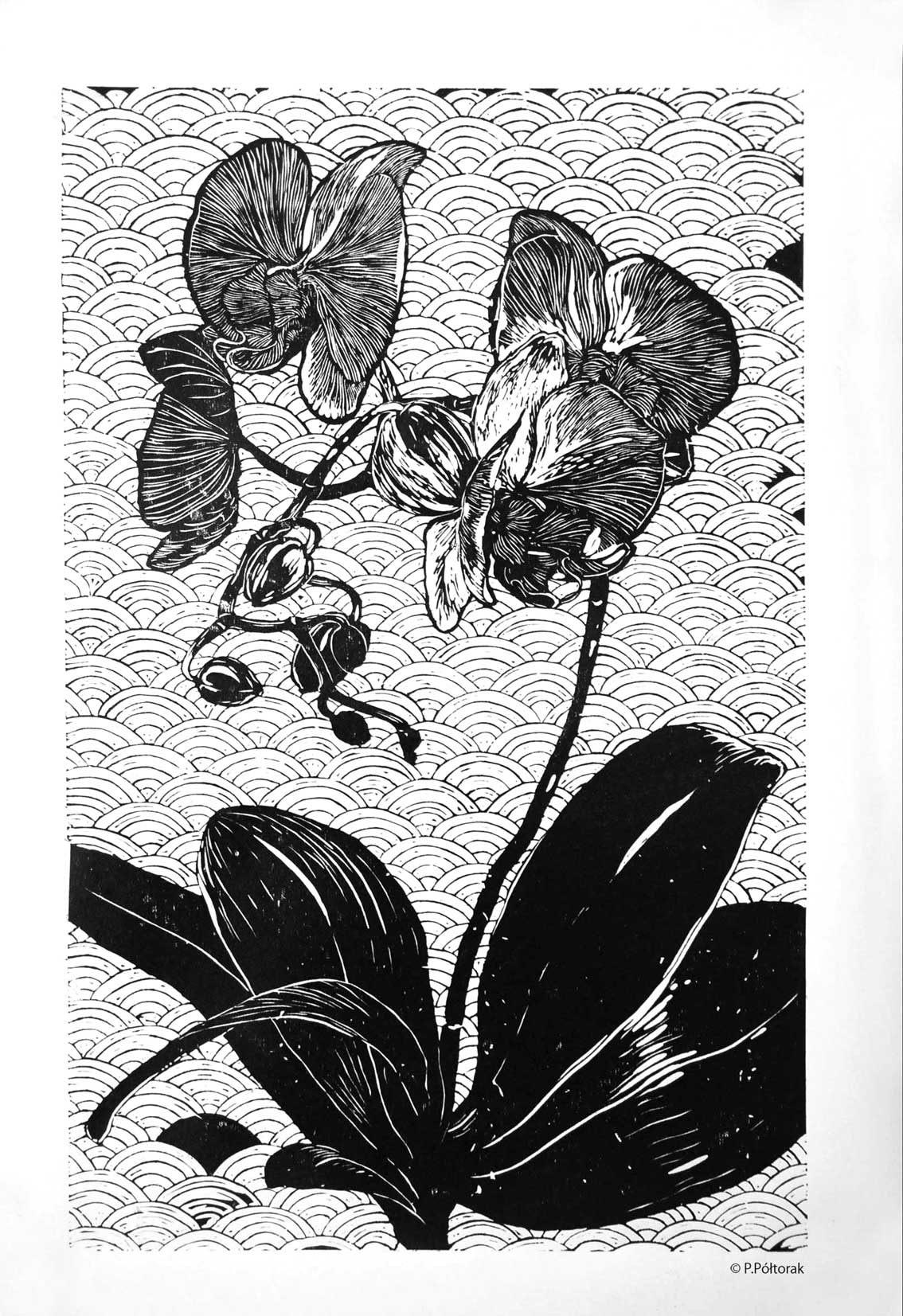 Orchidea