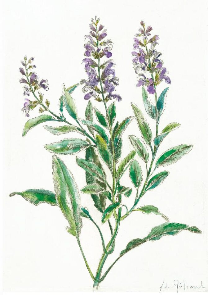 Szałwia lekarska No2 — miedzioryt