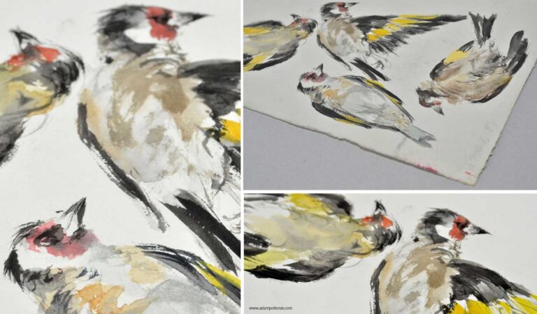Szczygieł / Goldfinch