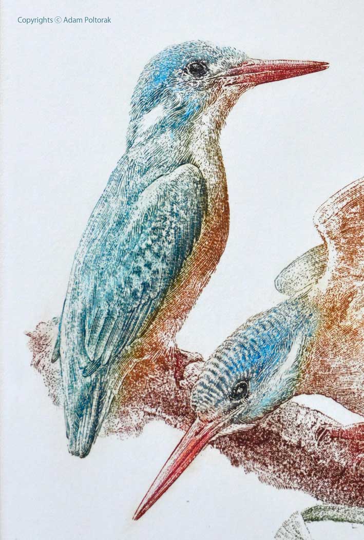 Kingfisher / Zimorodek