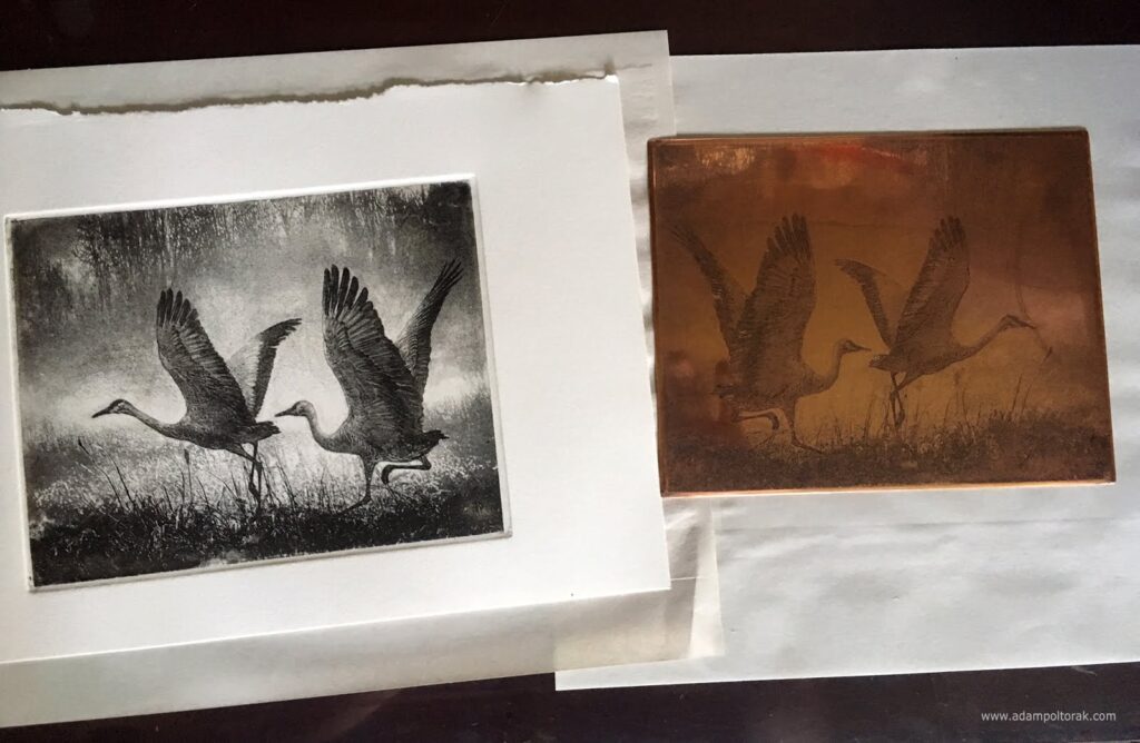 Żurawie / Cranes