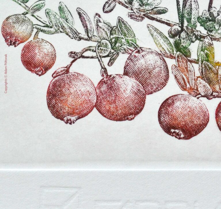 Cranberry / Żurawina