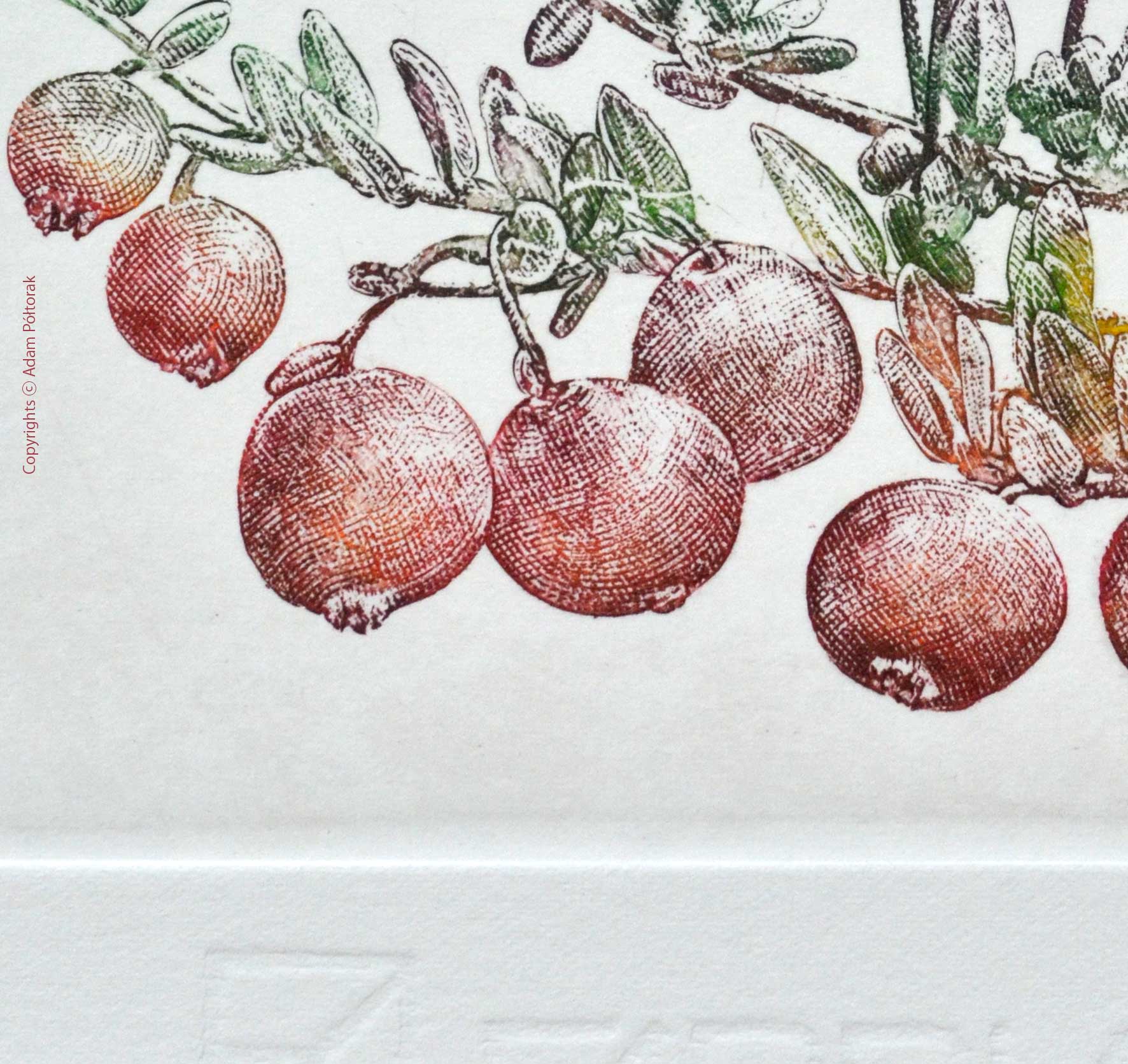 Cranberry / Żurawina